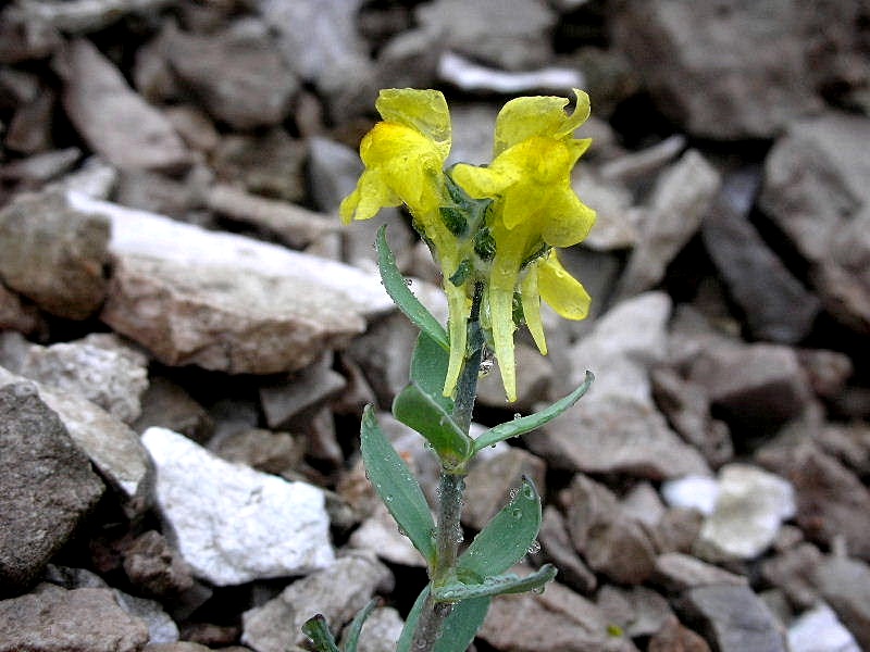 Linaria tonzigii / Linaria di Tonzig